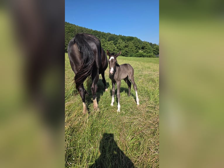 Criollo Stallone Puledri (06/2025) 148 cm Morello in Sommerkahl