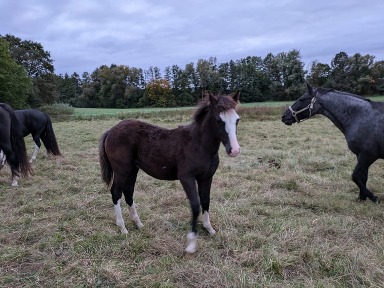 Criollo Stallone Puledri (05/2024) 148 cm Roano blu in Sommerkahl