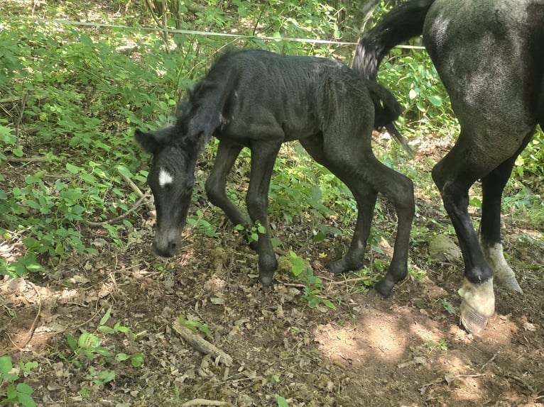Criollo Stallone Puledri (06/2026) 150 cm Roano blu in Stockstadt am Main