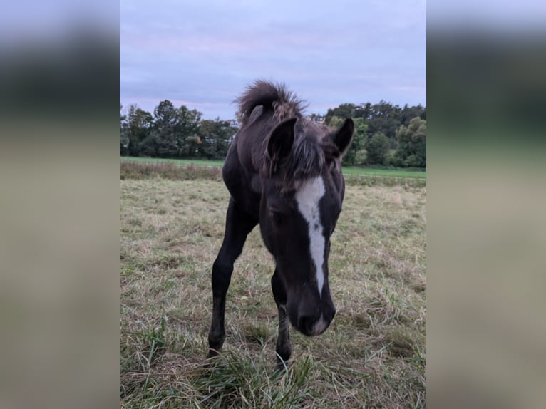 Criollo Stallone Puledri (05/2024) 150 cm Sauro scuro in Sommerkahl