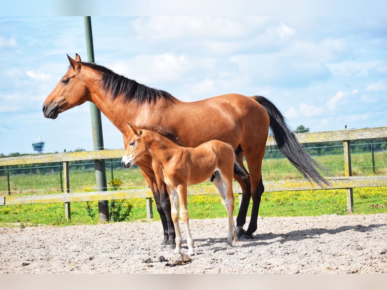 Criollo Mix Stallone Puledri
 (06/2024) 155 cm Baio chiaro in Volkel