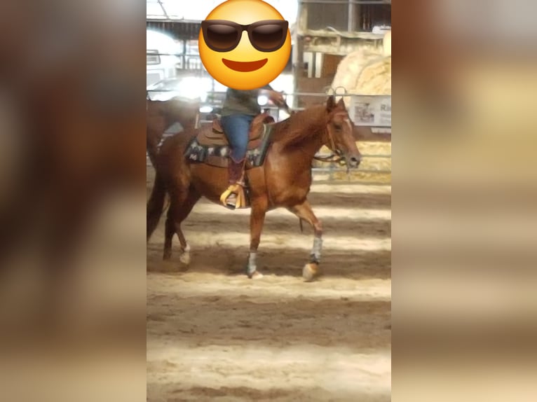 Criollo Stute 10 Jahre 140 cm Fuchs in Feuchtwangen