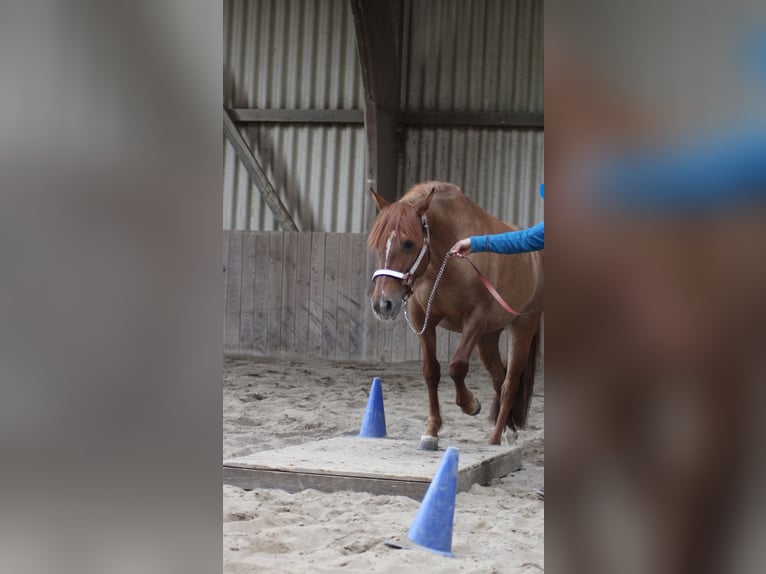 Criollo Stute 10 Jahre 140 cm Fuchs in Feuchtwangen