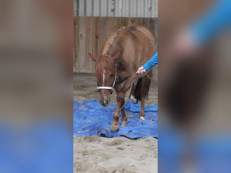 Criollo Stute 10 Jahre 140 cm Fuchs in Feuchtwangen