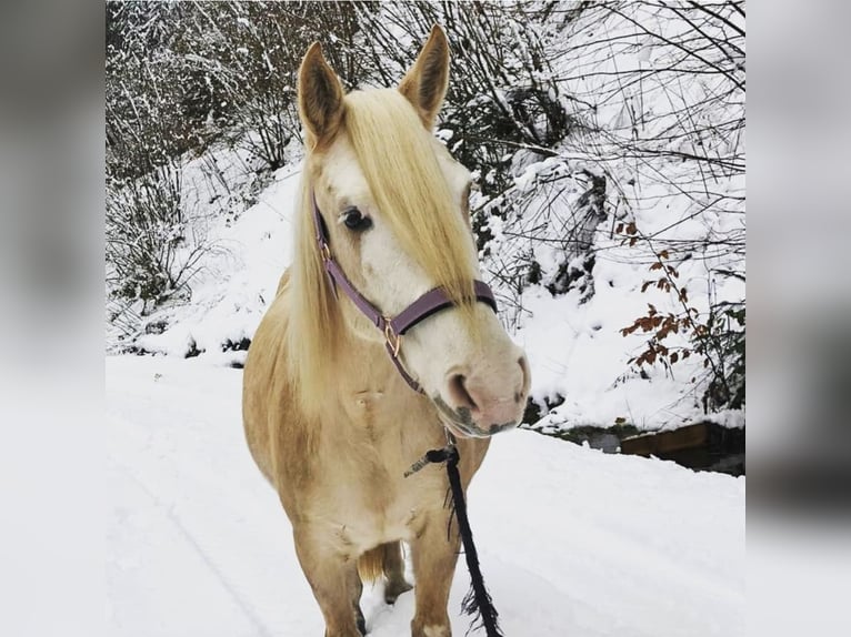 Criollo Stute 10 Jahre 140 cm Palomino in Wolfach