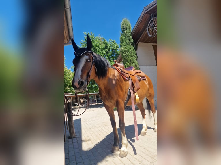 Criollo Stute 10 Jahre in Walldorf