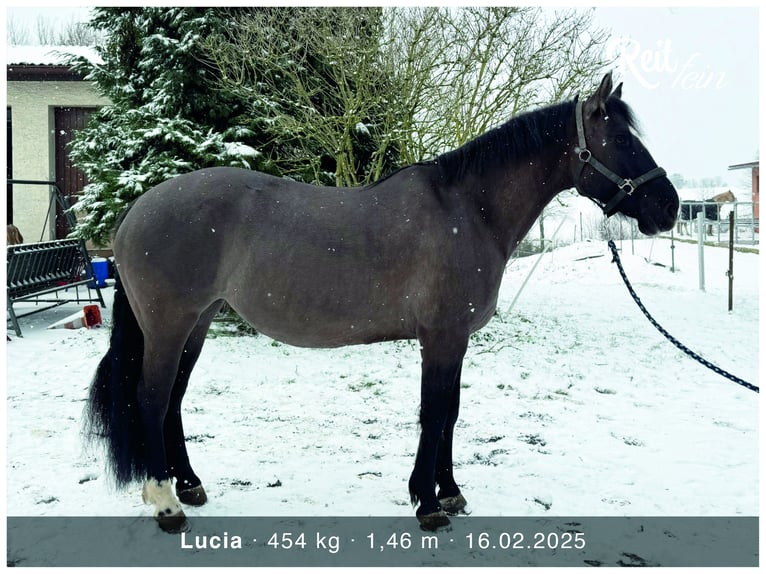 Criollo Stute 12 Jahre 146 cm Grullo in H&#xFC;ffenhardt