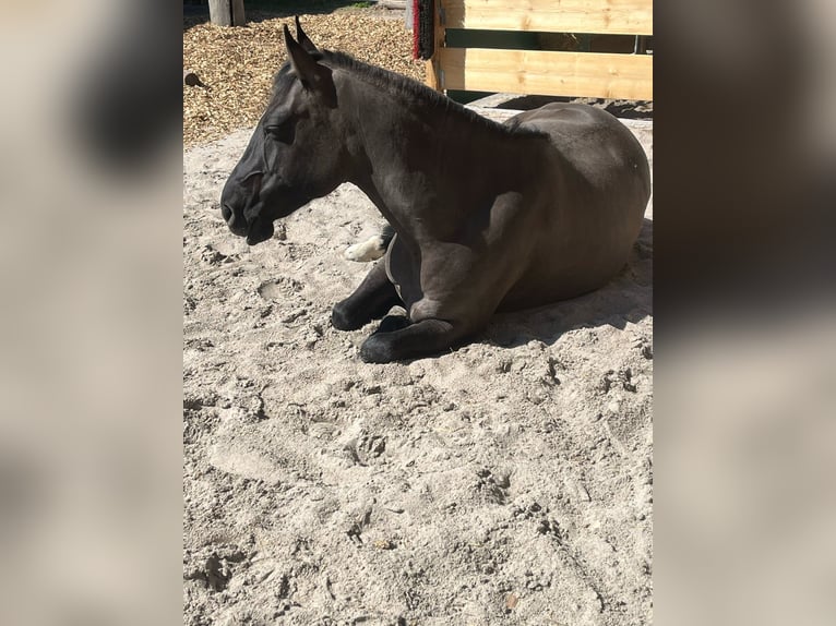 Criollo Stute 12 Jahre 146 cm Grullo in H&#xFC;ffenhardt