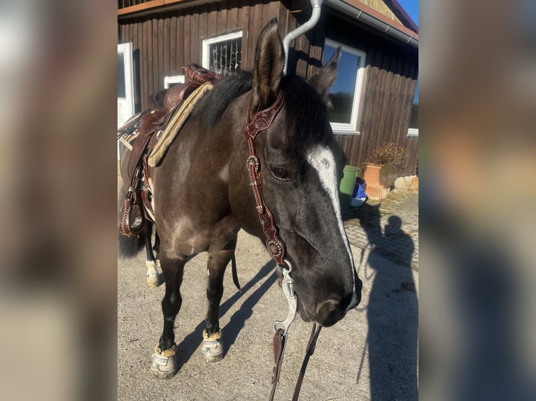 Criollo Stute 12 Jahre 146 cm Grullo in H&#xFC;ffenhardt