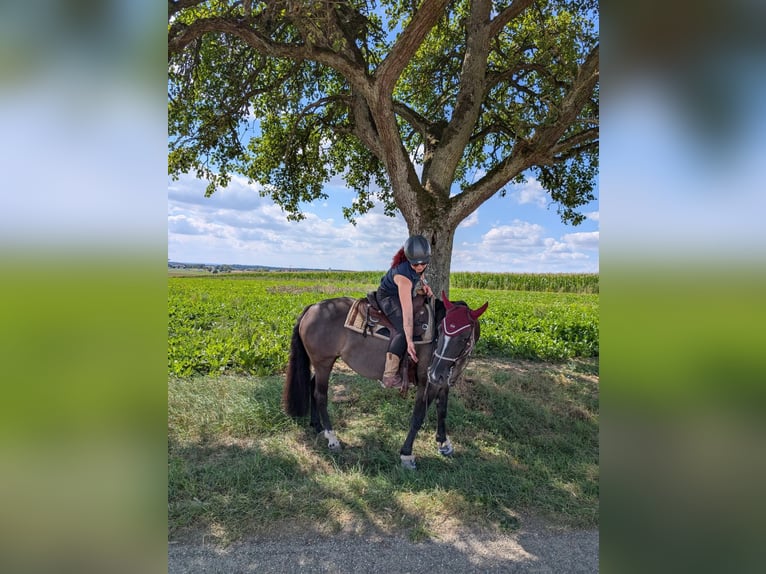 Criollo Stute 12 Jahre 146 cm Grullo in H&#xFC;ffenhardt