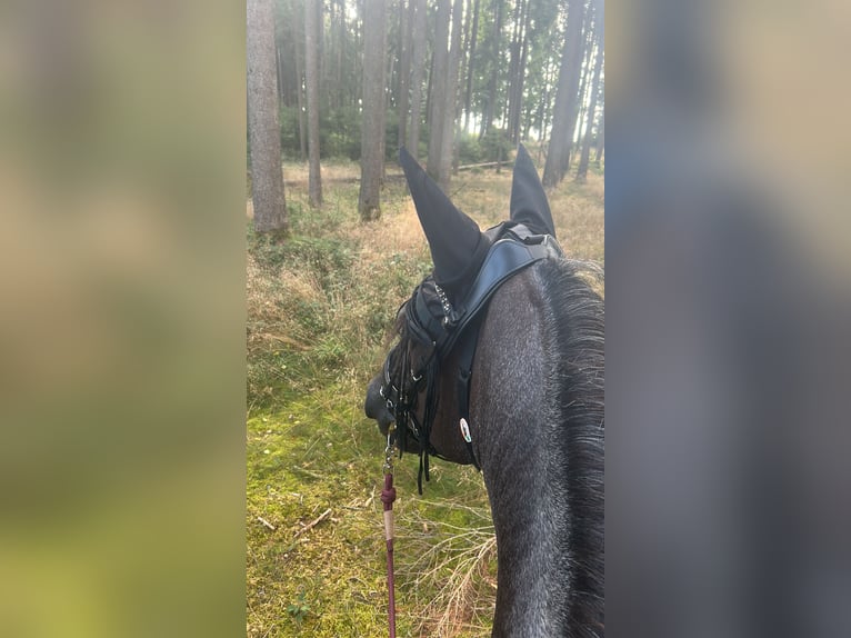 Criollo Mix Stute 12 Jahre 155 cm Roan-Blue in N&#xF6;rdlingen
