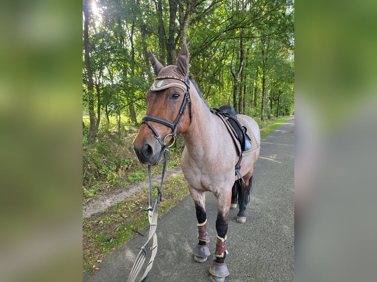 Criollo Mix Stute 15 Jahre 155 cm Roan-Red in Soltau
