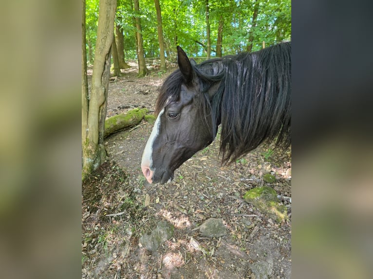 Criollo Stute 16 Jahre 144 cm Rappe in Sommerkahl