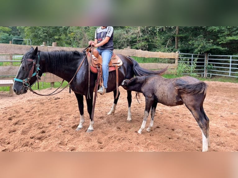 Criollo Stute 16 Jahre 148 cm Rappe in Sommerkahl