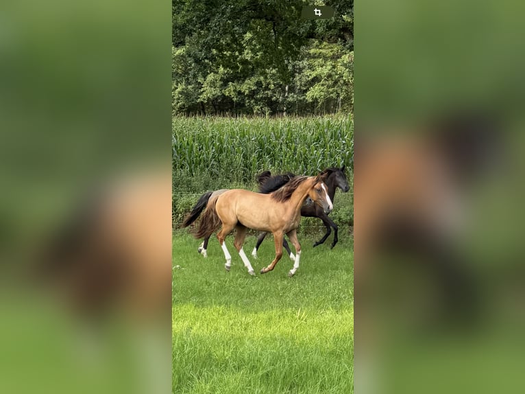 Criollo Stute 1 Jahr 142 cm Red Dun in Mengen