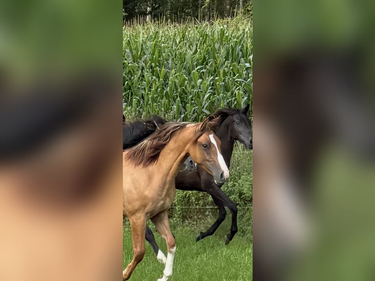 Criollo Stute 1 Jahr 142 cm Red Dun in Mengen
