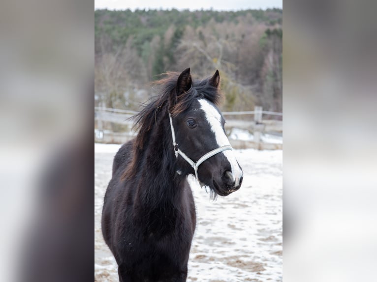 Criollo Stute 1 Jahr 145 cm Rappe in Heimbuchenthal
