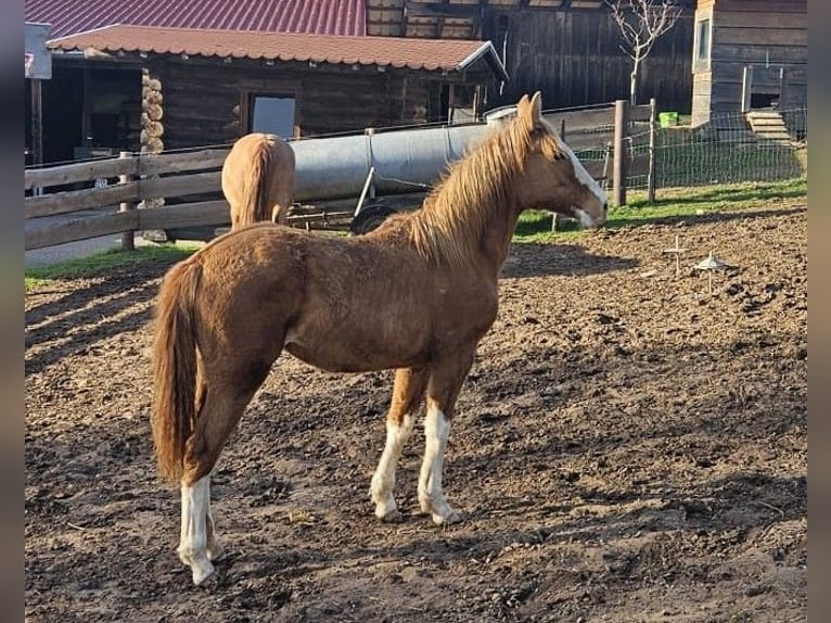 Criollo Stute 1 Jahr 147 cm Falbe in Michelstadt