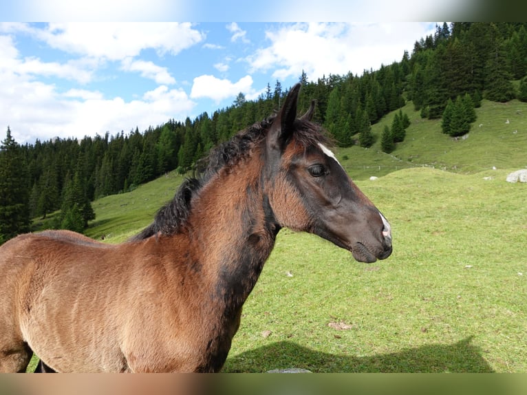 Criollo Mix Stute 1 Jahr Rappe in Tinizong
