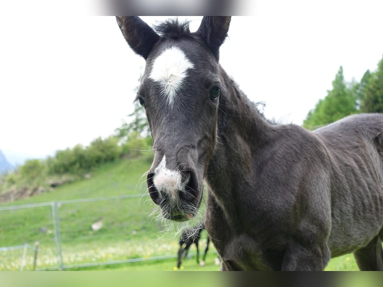 Criollo Mix Stute 1 Jahr Rappe in Tinizong