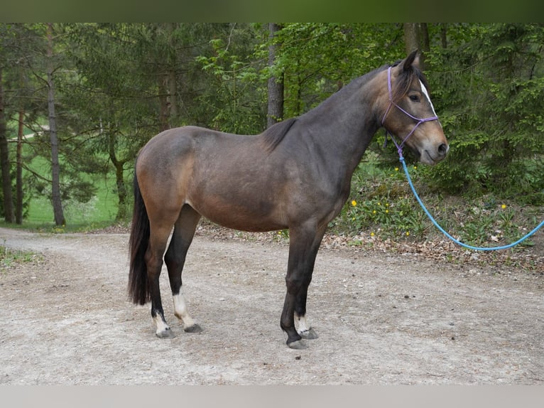Criollo Stute 2 Jahre 145 cm Brauner in Betzenstein