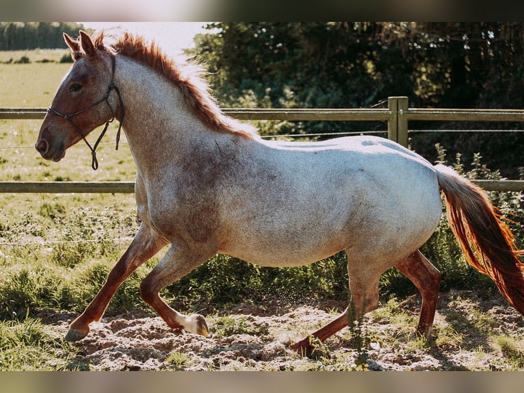 Criollo Stute 2 Jahre 146 cm Roan-Red in Sønderborg