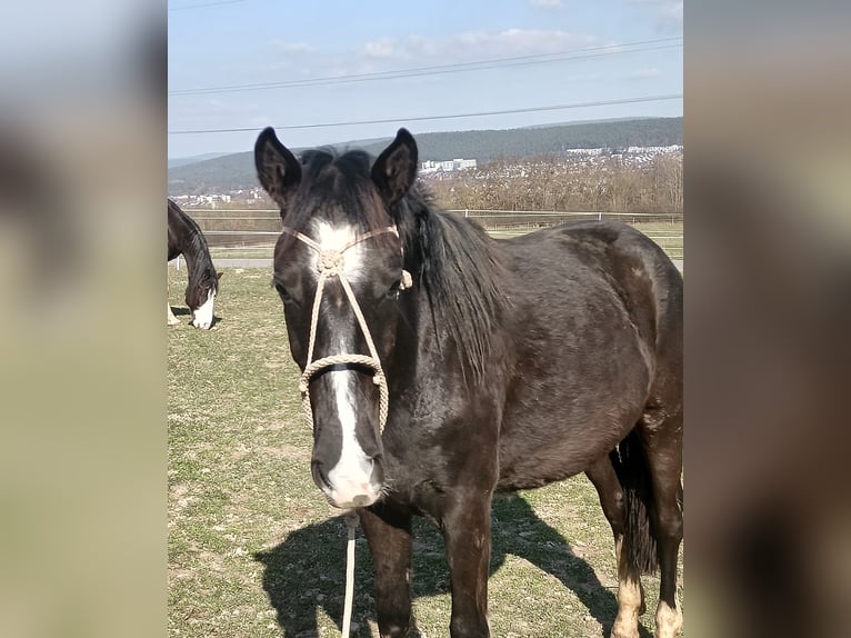 Criollo Stute 2 Jahre 147 cm Rappe in Wörth am Main