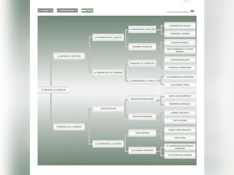 Criollo Stute 2 Jahre 147 cm Rappe in Wörth am Main