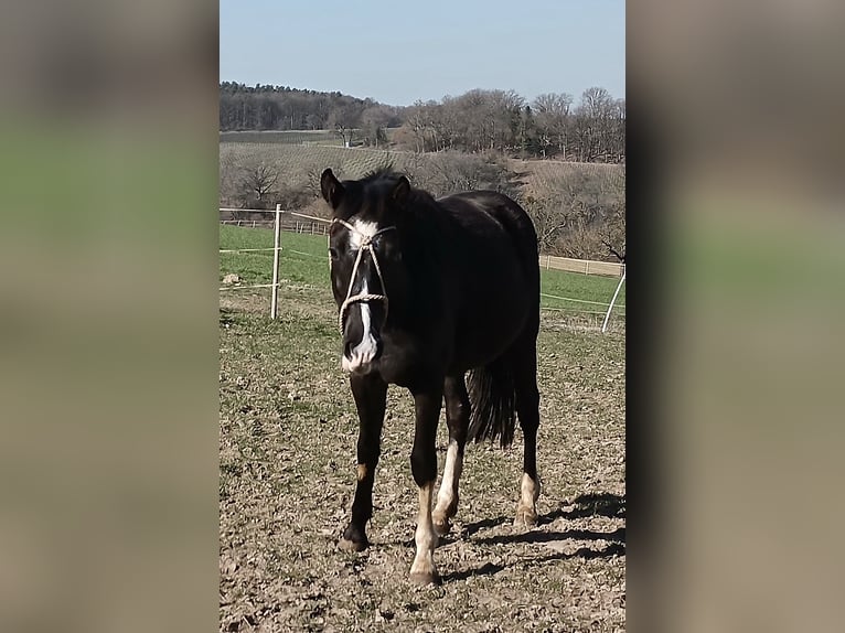 Criollo Stute 2 Jahre 147 cm Rappe in Wörth am Main
