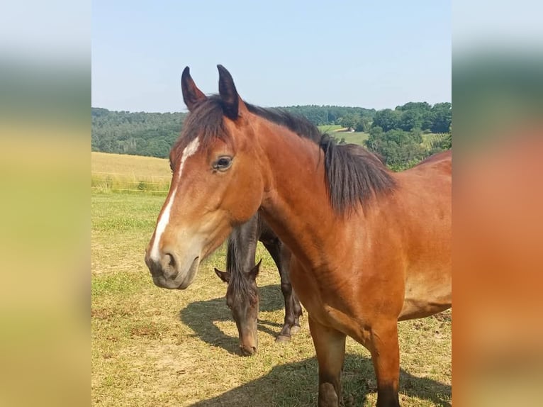Criollo Stute 3 Jahre 144 cm Brauner in W&#xF6;rth am Main