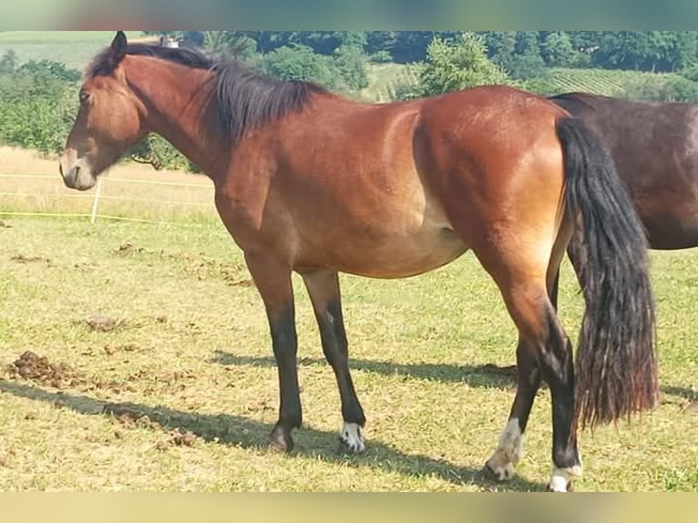 Criollo Stute 3 Jahre 144 cm Brauner in W&#xF6;rth am Main