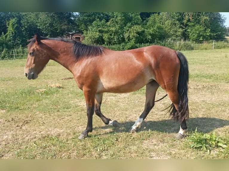 Criollo Stute 3 Jahre 144 cm Brauner in W&#xF6;rth am Main