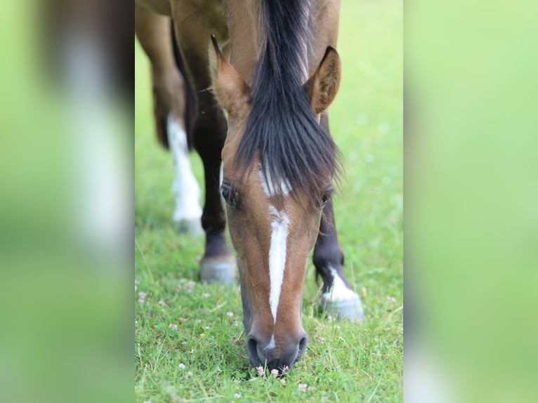 Criollo Stute 3 Jahre 145 cm Falbe in Darmstadt