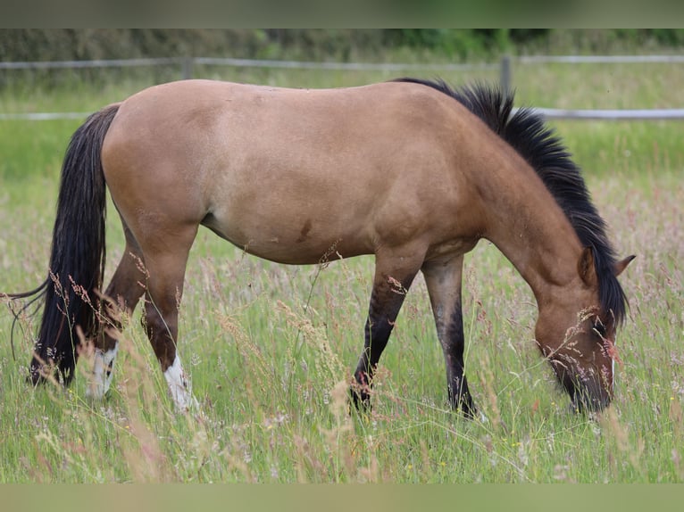 Criollo Stute 3 Jahre 145 cm Falbe in Darmstadt