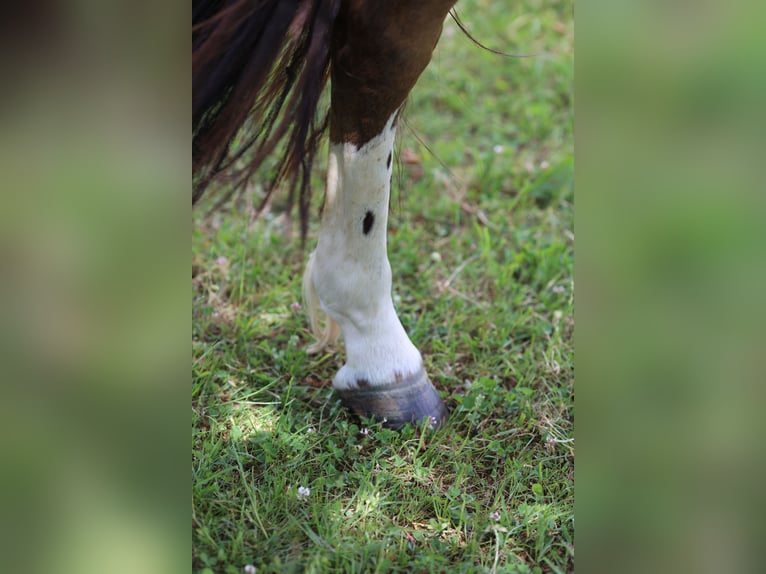 Criollo Stute 3 Jahre 145 cm Falbe in Darmstadt