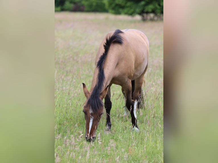 Criollo Stute 3 Jahre 145 cm Falbe in Darmstadt
