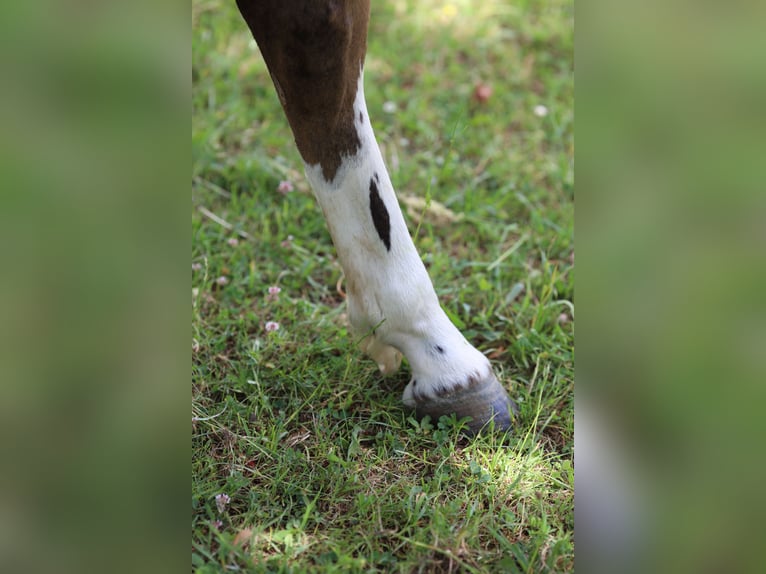 Criollo Stute 3 Jahre 145 cm Falbe in Darmstadt