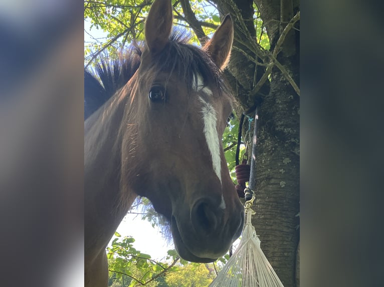 Criollo Stute 3 Jahre 145 cm Falbe in Darmstadt