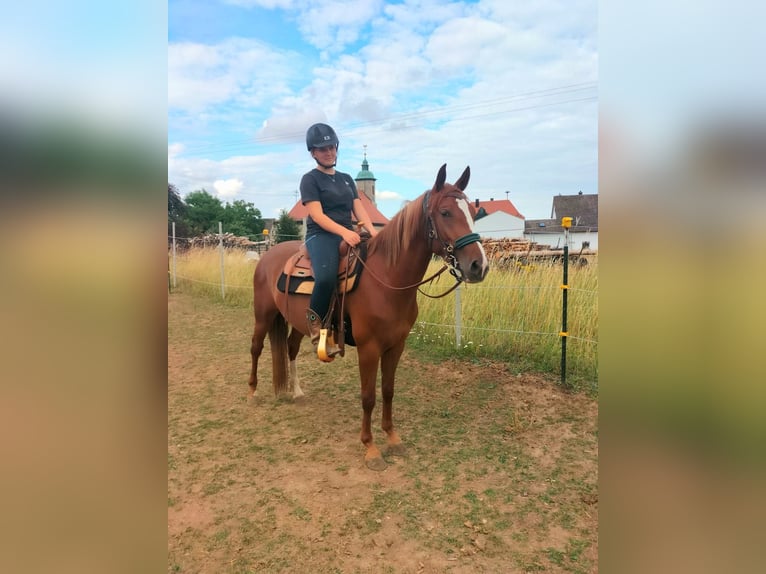 Criollo Stute 3 Jahre 147 cm Fuchs in Kasendorf