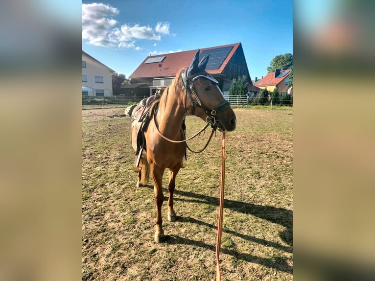 Criollo Stute 3 Jahre 147 cm Fuchs in Kasendorf