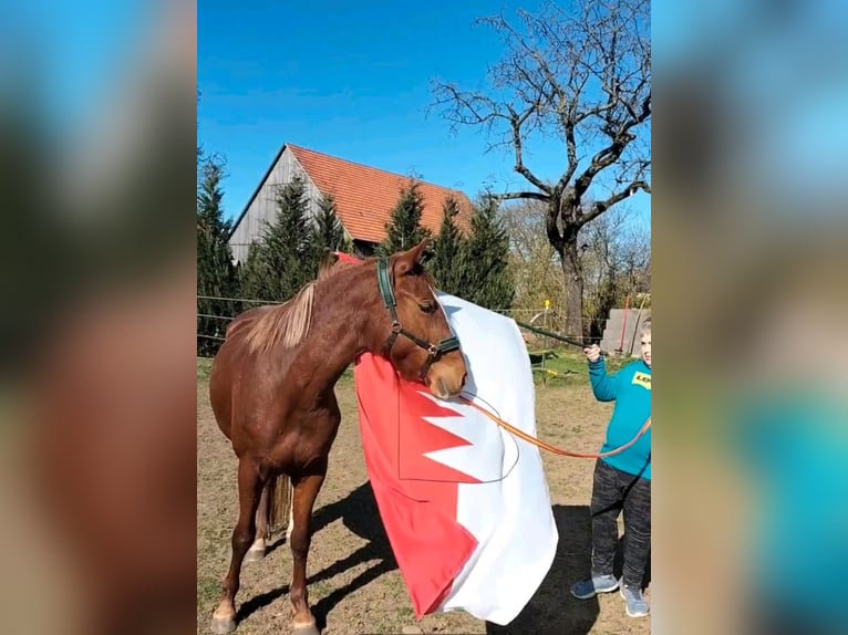 Criollo Stute 3 Jahre 147 cm Fuchs in Kasendorf