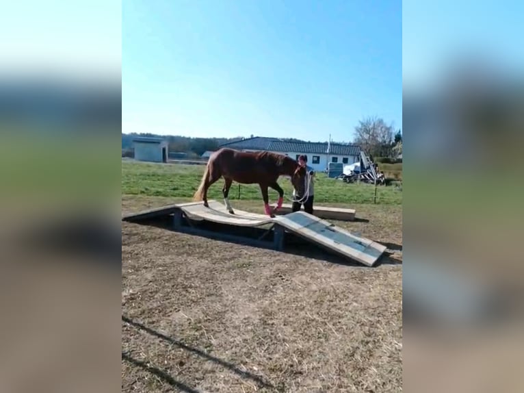 Criollo Stute 3 Jahre 147 cm Fuchs in Kasendorf