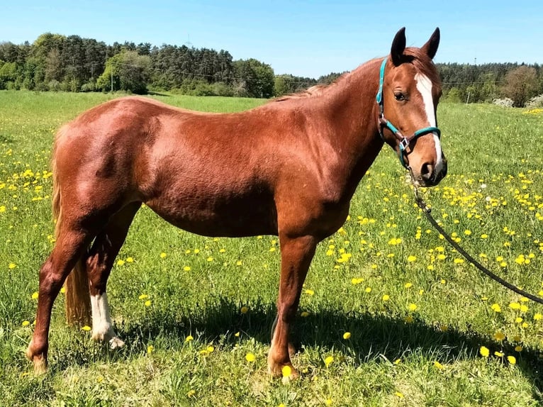 Criollo Stute 3 Jahre 147 cm Fuchs in Kasendorf