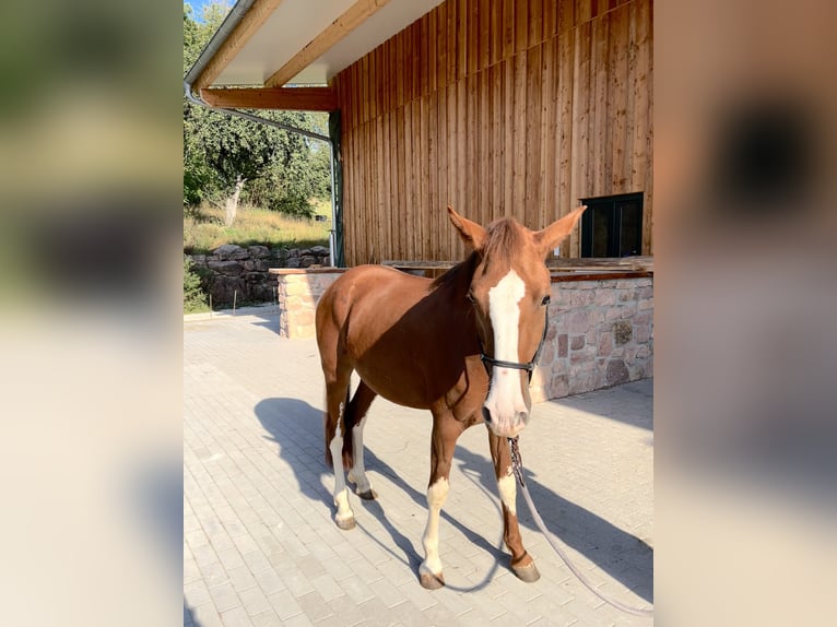 Criollo Stute 3 Jahre Fuchs in Heimbuchenthal
