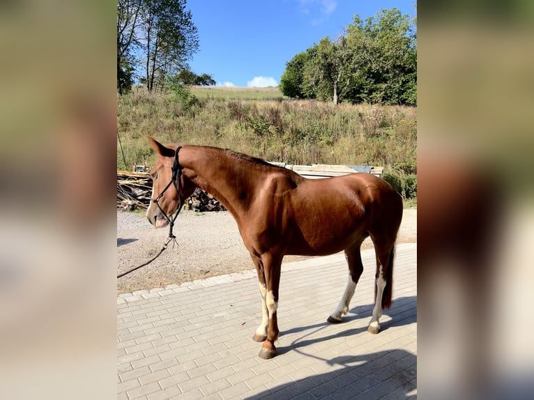 Criollo Stute 3 Jahre Fuchs in Heimbuchenthal