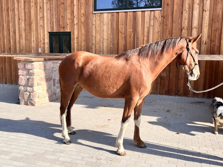 Criollo Stute 3 Jahre Fuchs in Heimbuchenthal