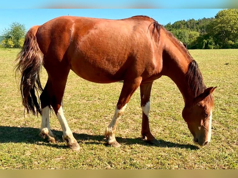 Criollo Stute 3 Jahre Fuchs in Heimbuchenthal