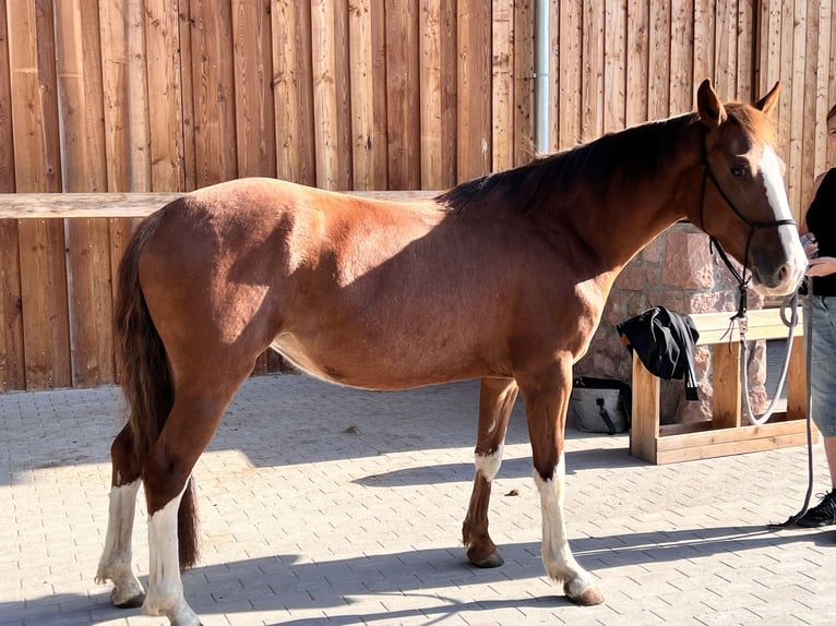 Criollo Stute 3 Jahre Fuchs in Heimbuchenthal