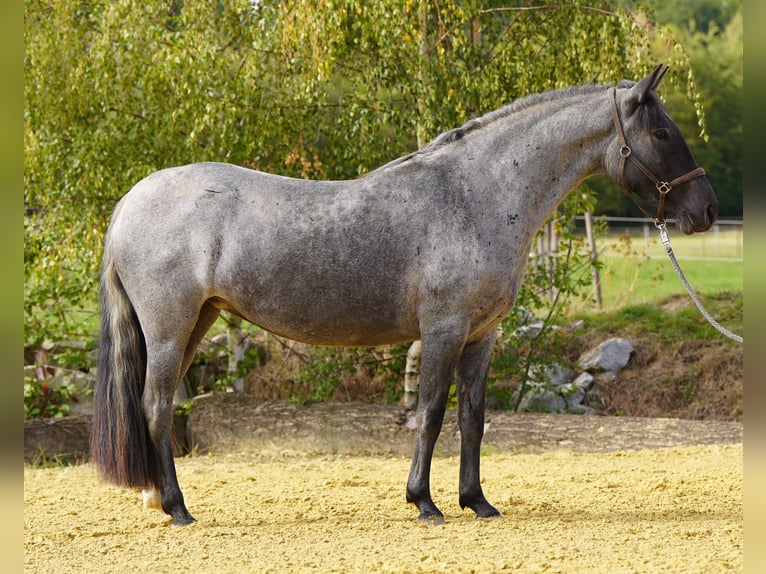 Criollo Stute 4 Jahre 142 cm Roan-Blue in DickenschiedHeinzenbach