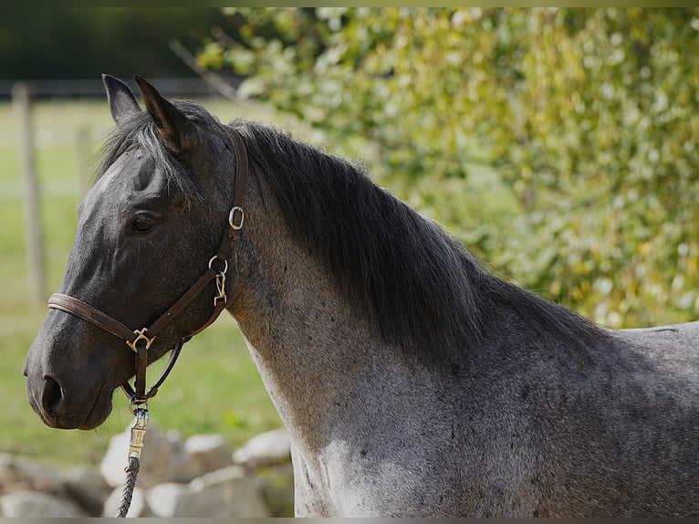 Criollo Stute 4 Jahre 142 cm Roan-Blue in DickenschiedHeinzenbach